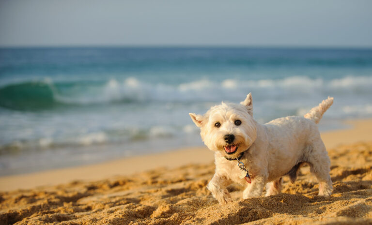 The Benefits of Taking Your Dog on Holiday scaled 1