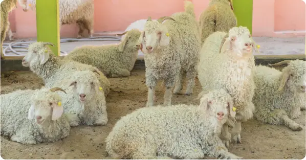Half Term North Devon Holiday Offer Blog Post Big Sheep Farm Theme Park 2025 2 1
