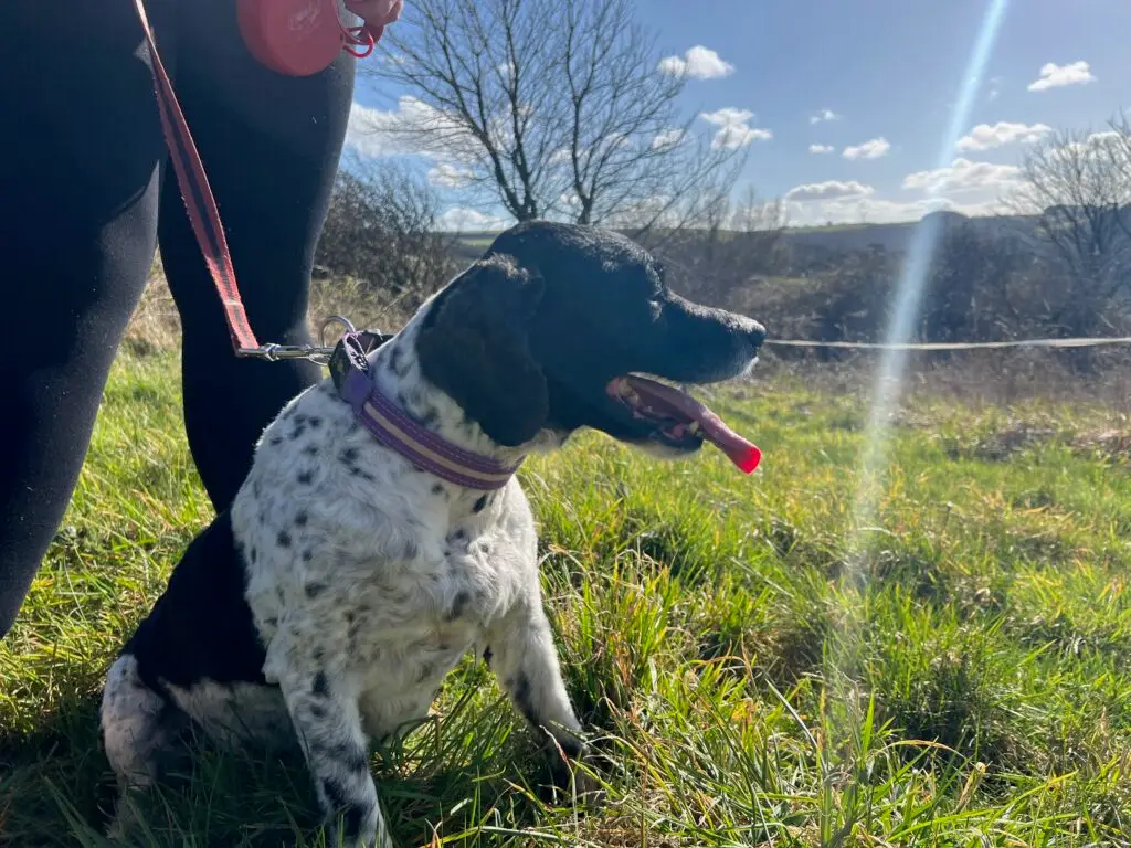Dog day out North Devon
