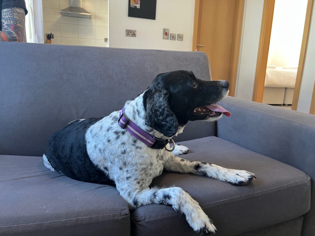 7 Dog on sofa scaled