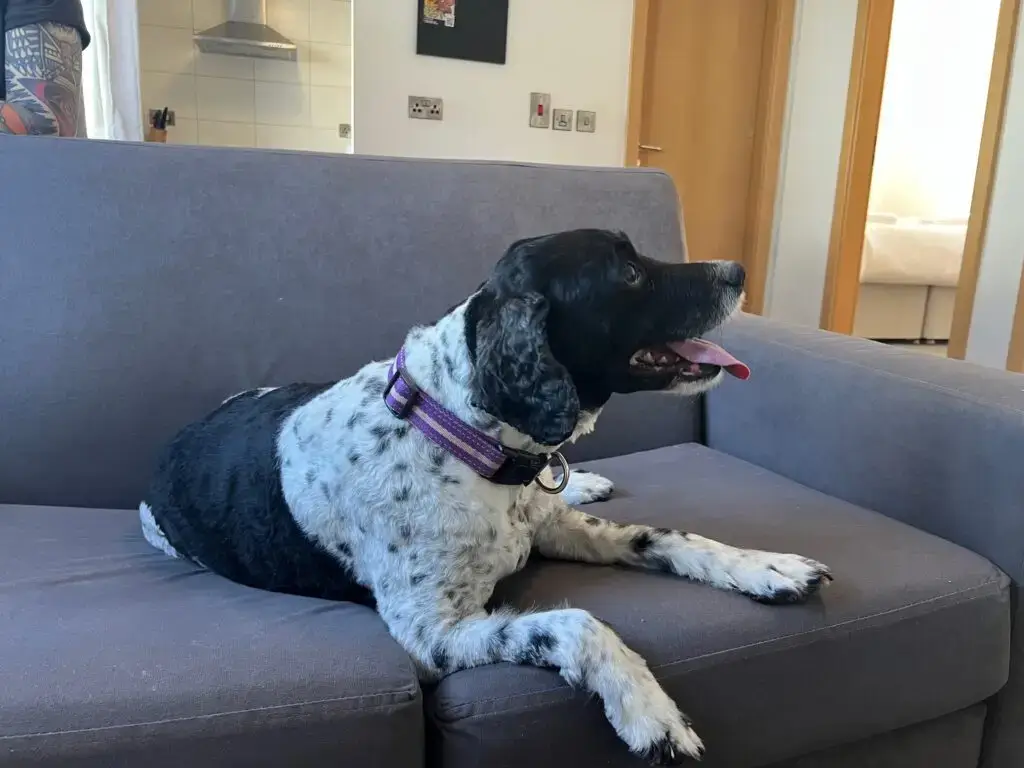 7 Dog on sofa scaled