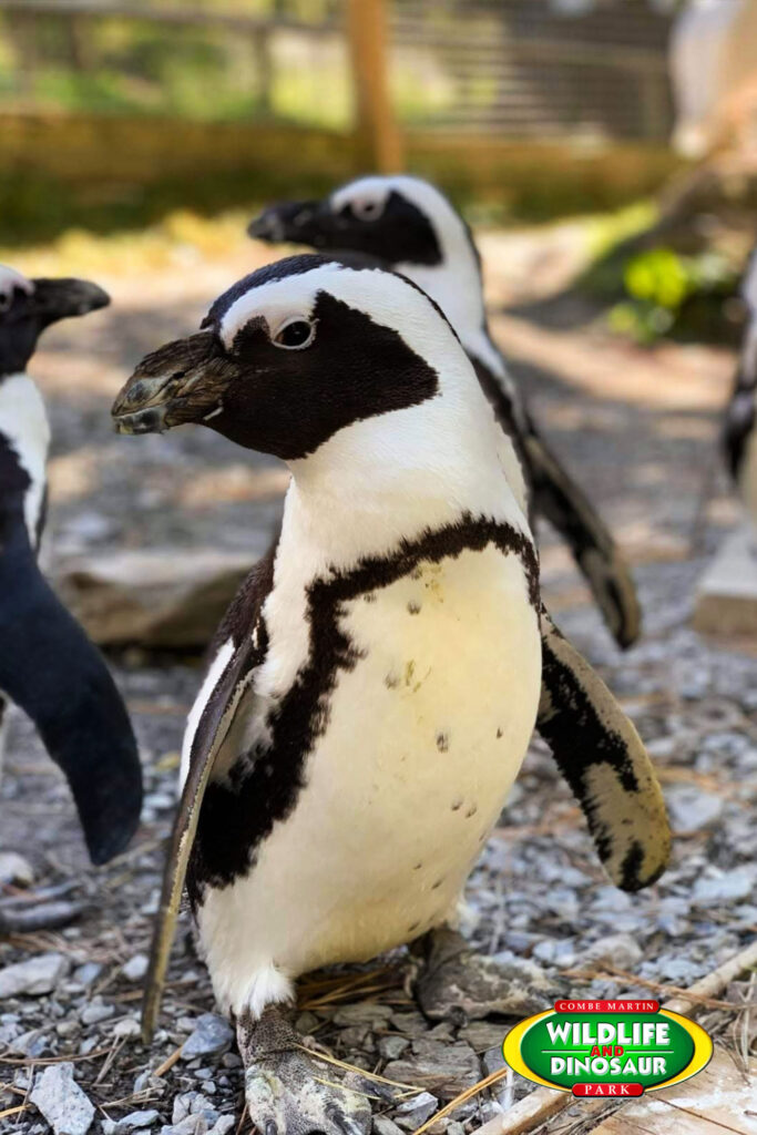 African Penguin