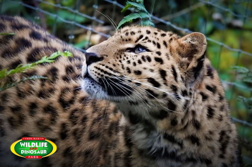 Amur Leopard