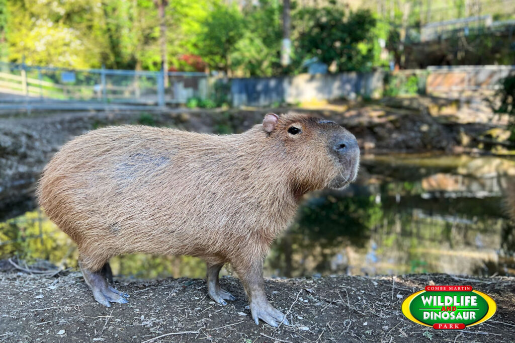 Capybara