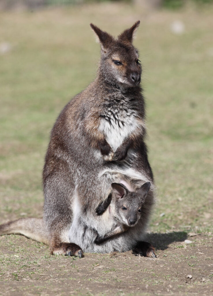 ExmoorZoo10