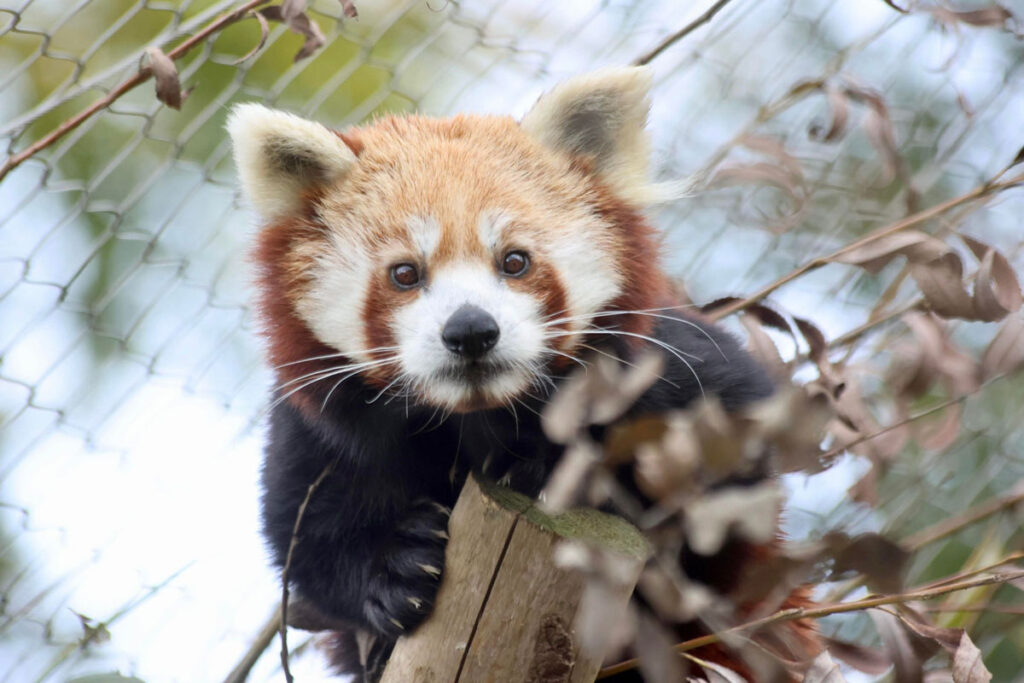 ExmoorZoo2