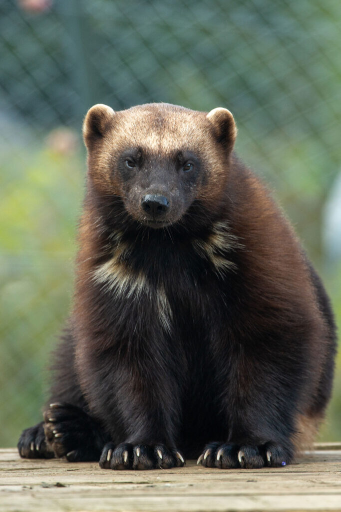 ExmoorZoo3