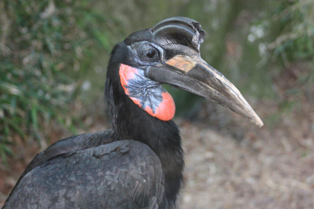 ExmoorZoo4