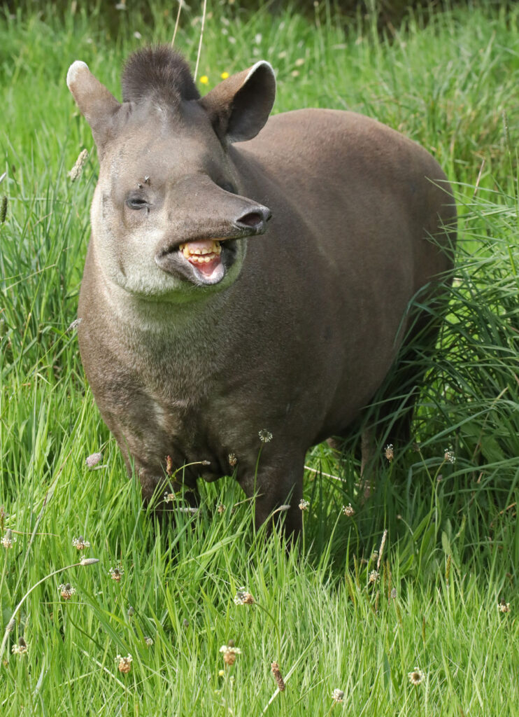 ExmoorZoo5