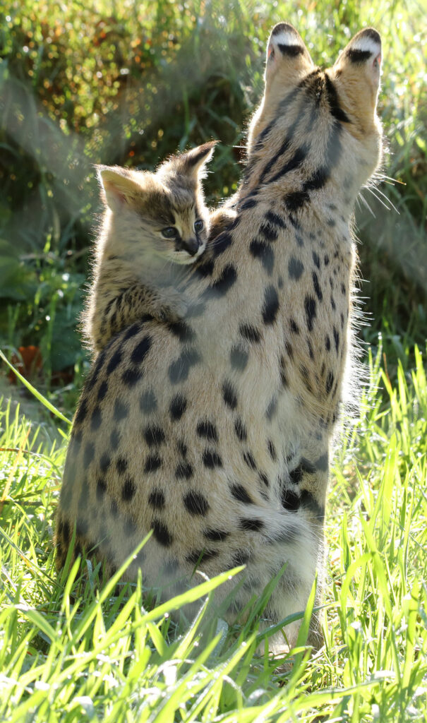 ExmoorZoo6