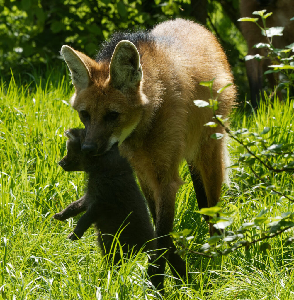ExmoorZoo7
