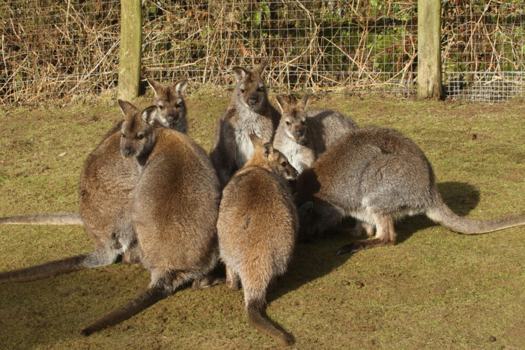 ExmoorZoo8