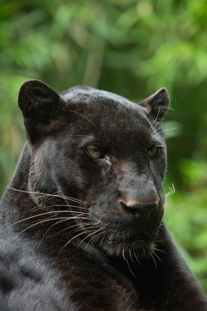 ExmoorZoo9