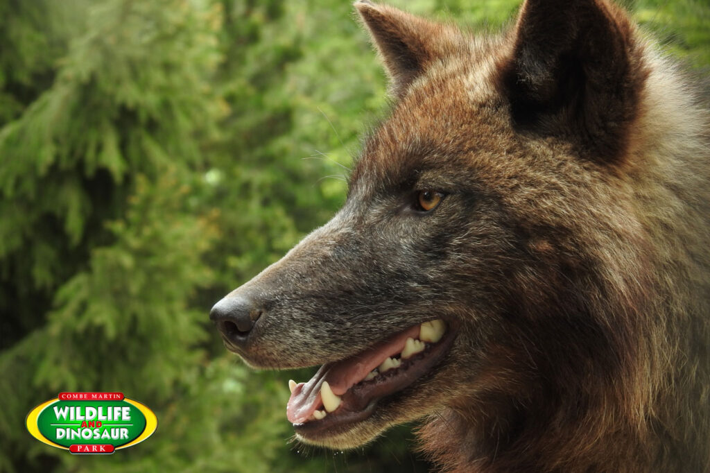 Grey wolf