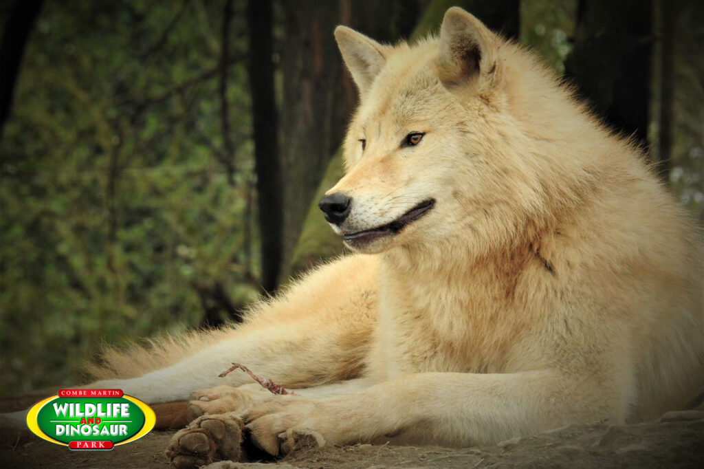 Hudson Bay Wolf