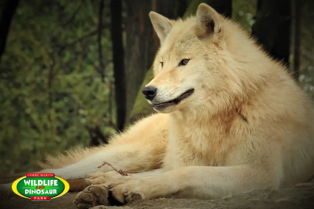 Hudson Bay Wolf