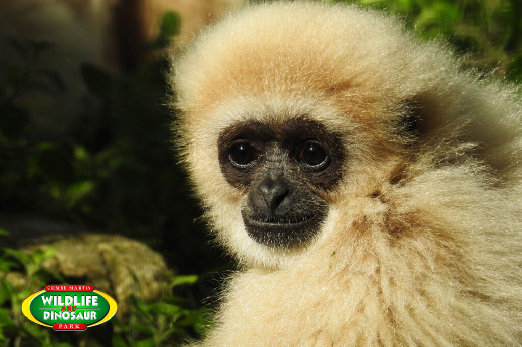 Lar Gibbon