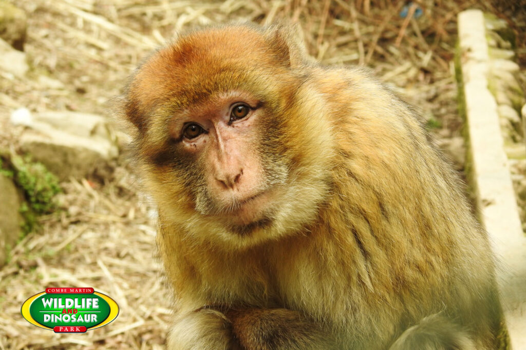 Macaque