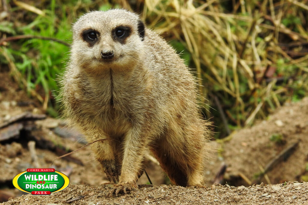 Meerkat