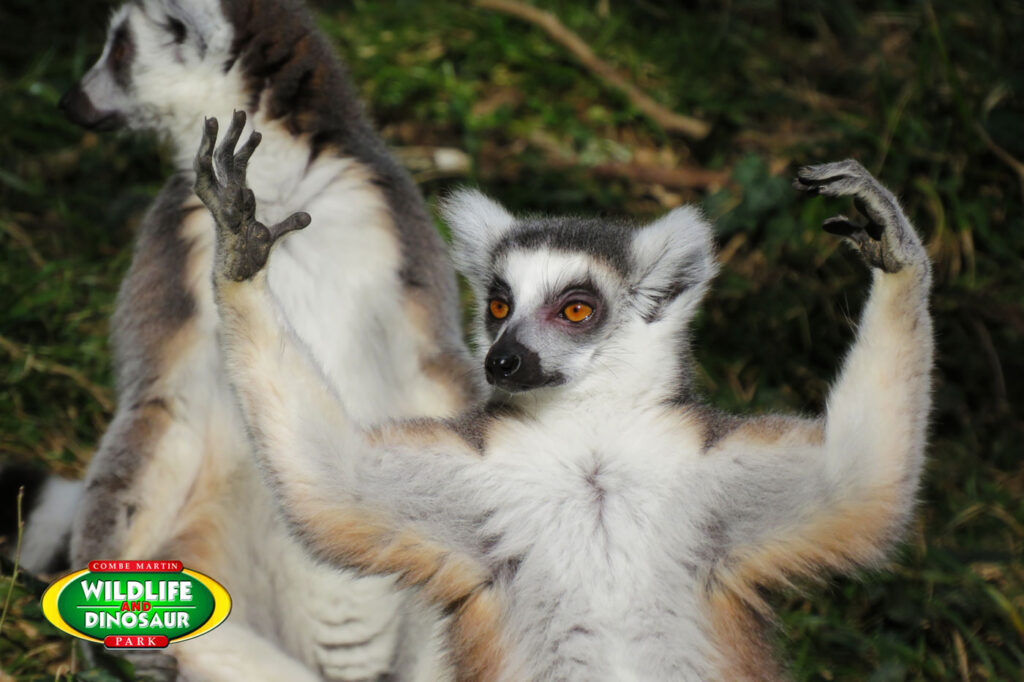 RT Lemur