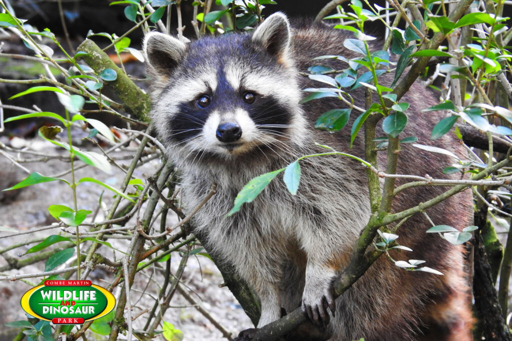 Raccoon