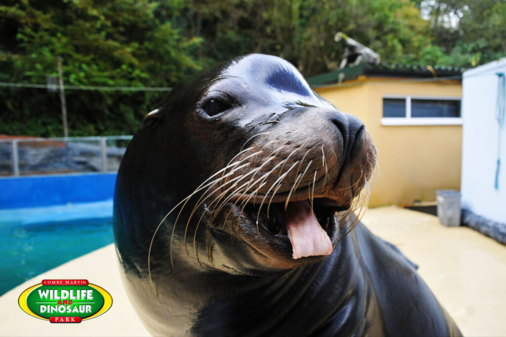 Sea Lion