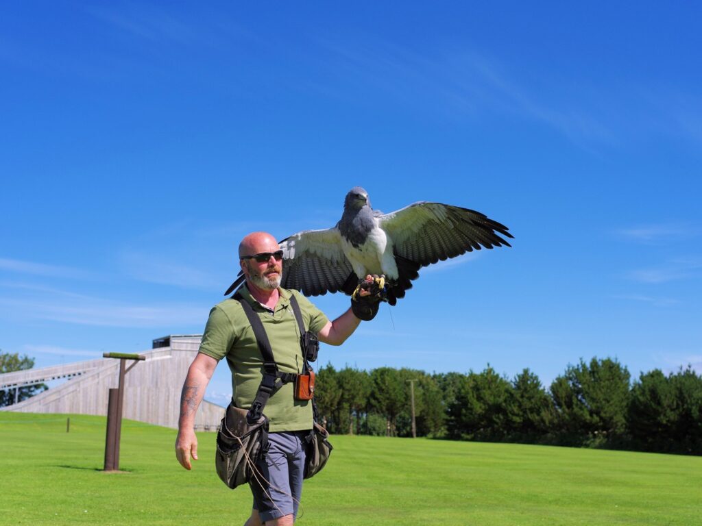 bird of prey display smaller