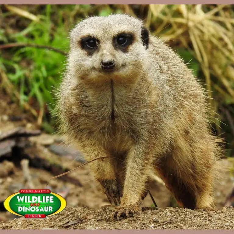 Combe Martin Wildlife & Dinosaur Park