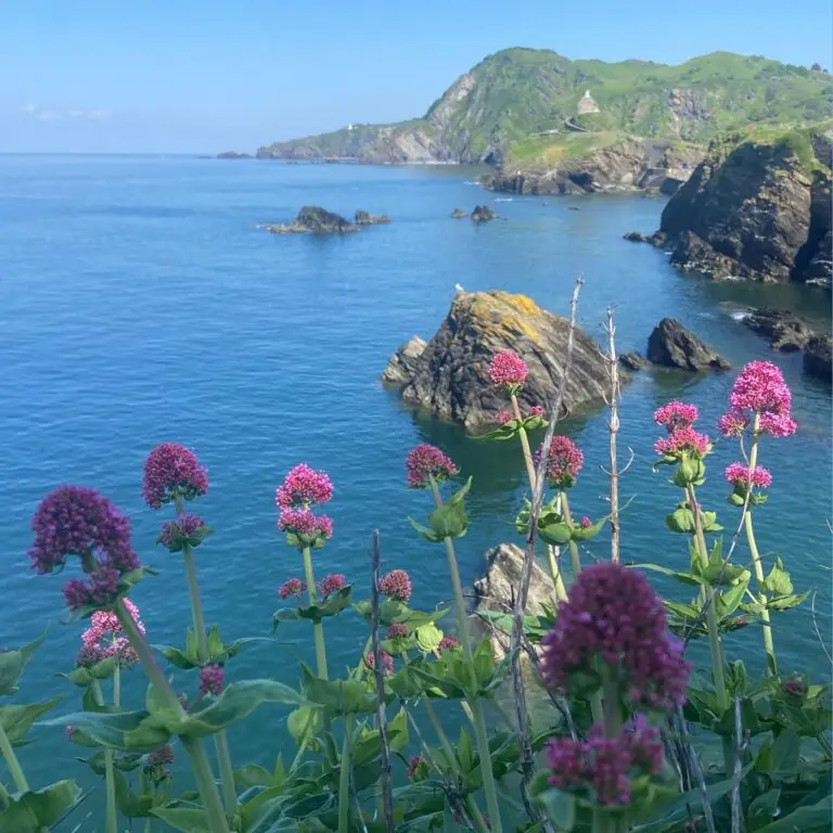 Hillsborough nature reserve, Ilfracombe