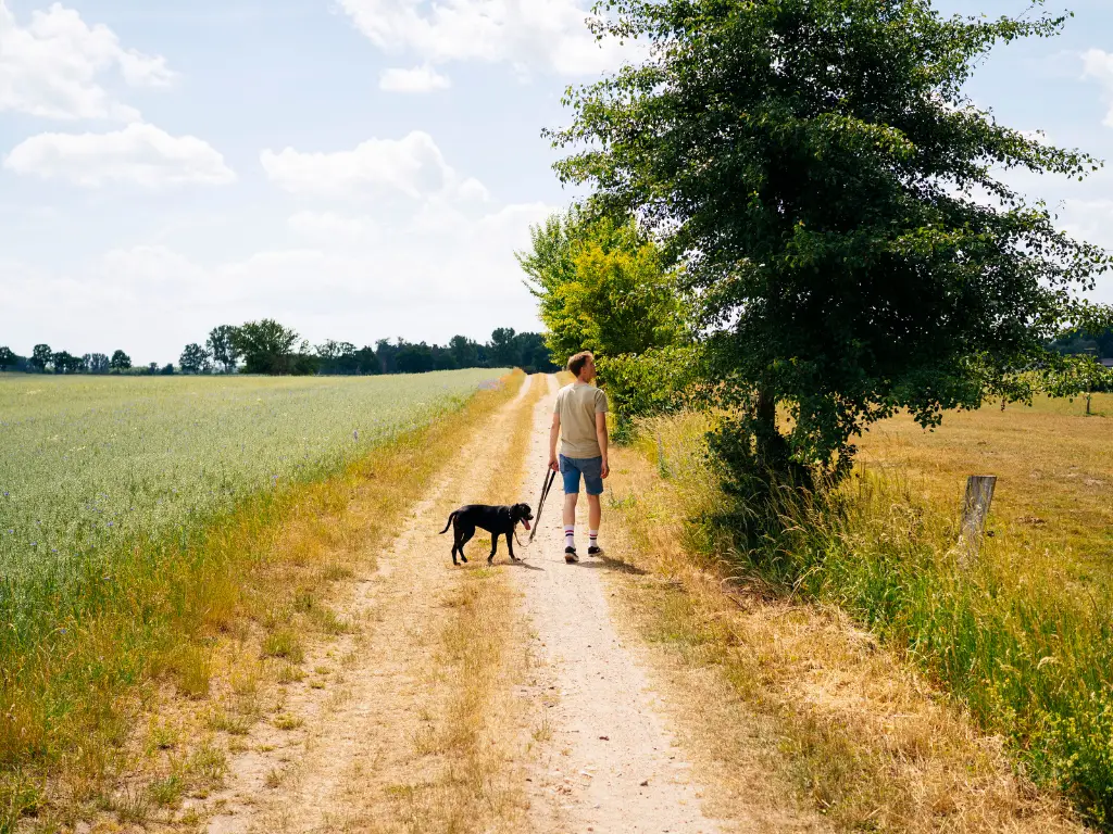 Dog trails Devon
