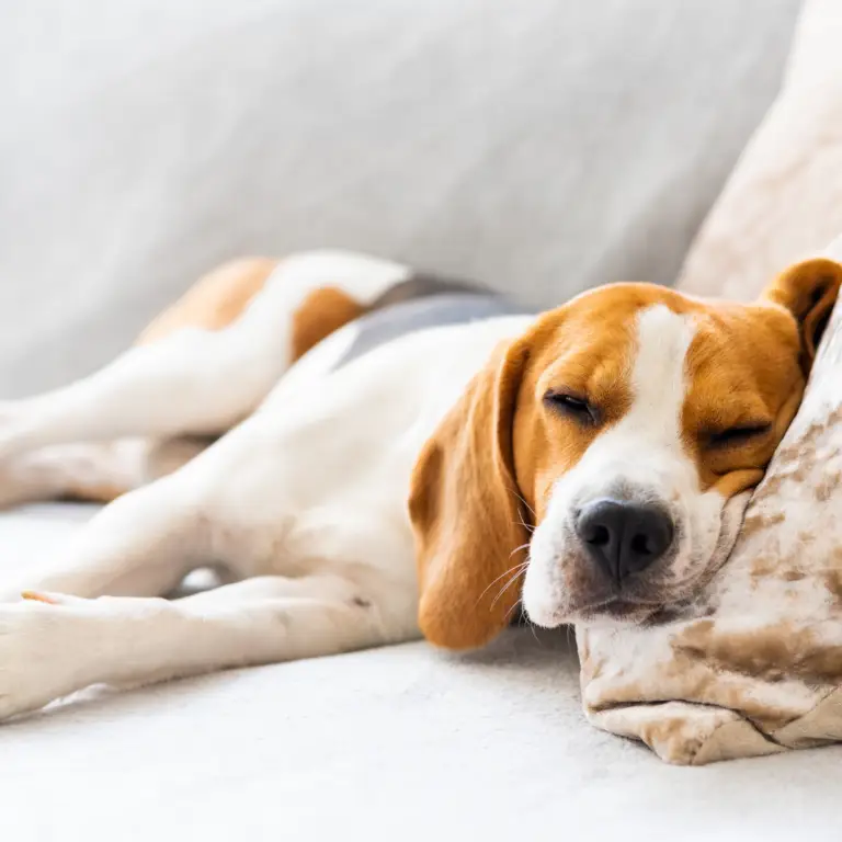 163 dog friendly holidays ilfracombe