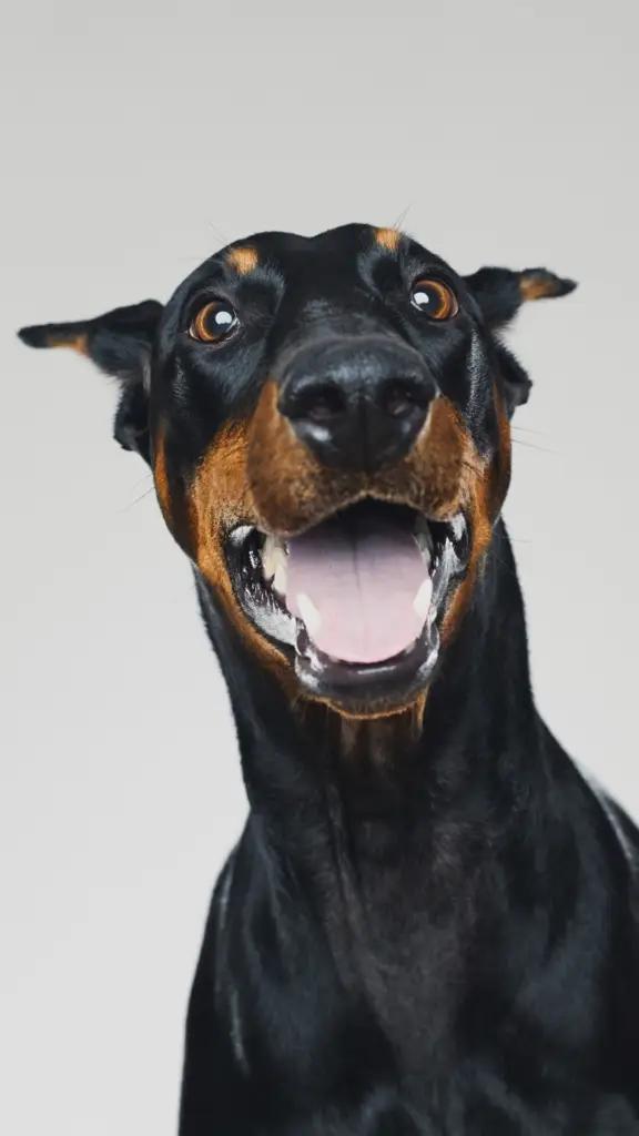 Dog Friendly Devon