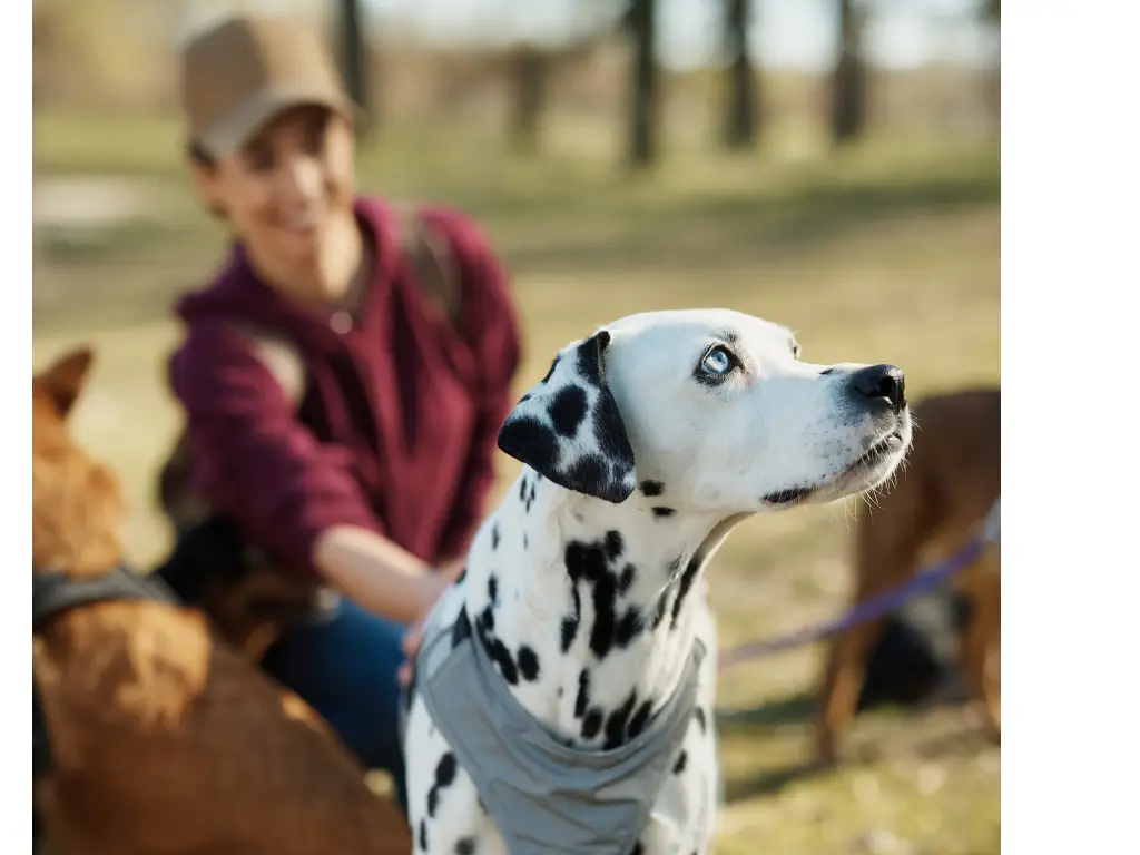 Dog Sitters North Devon.