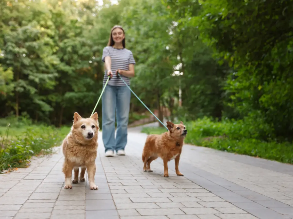Dog walking Ilfracombe
