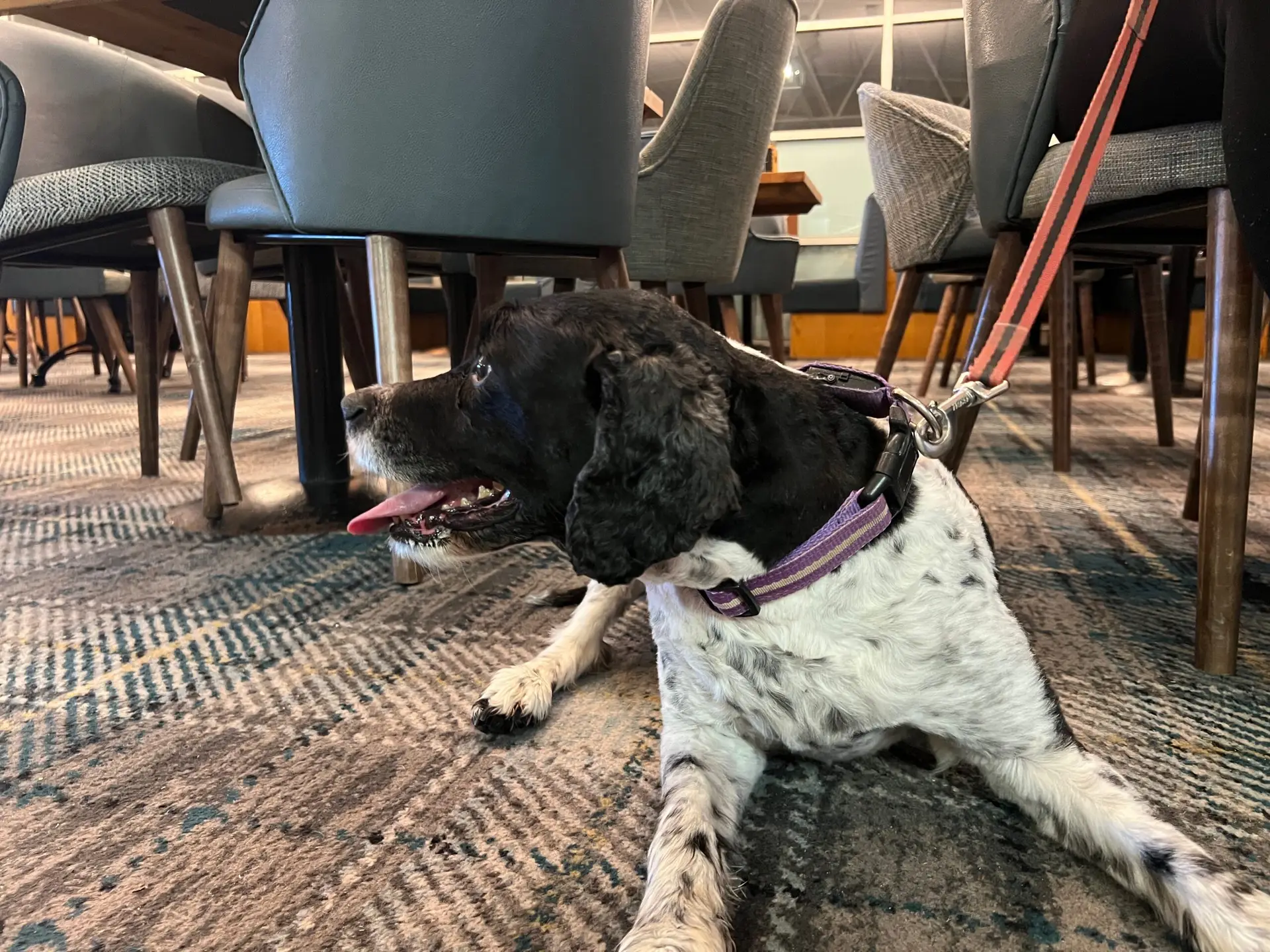 Dog friendly resort north devon