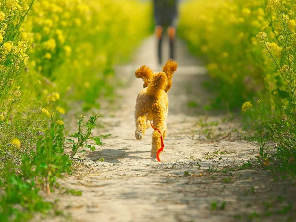 dog friendly holiday