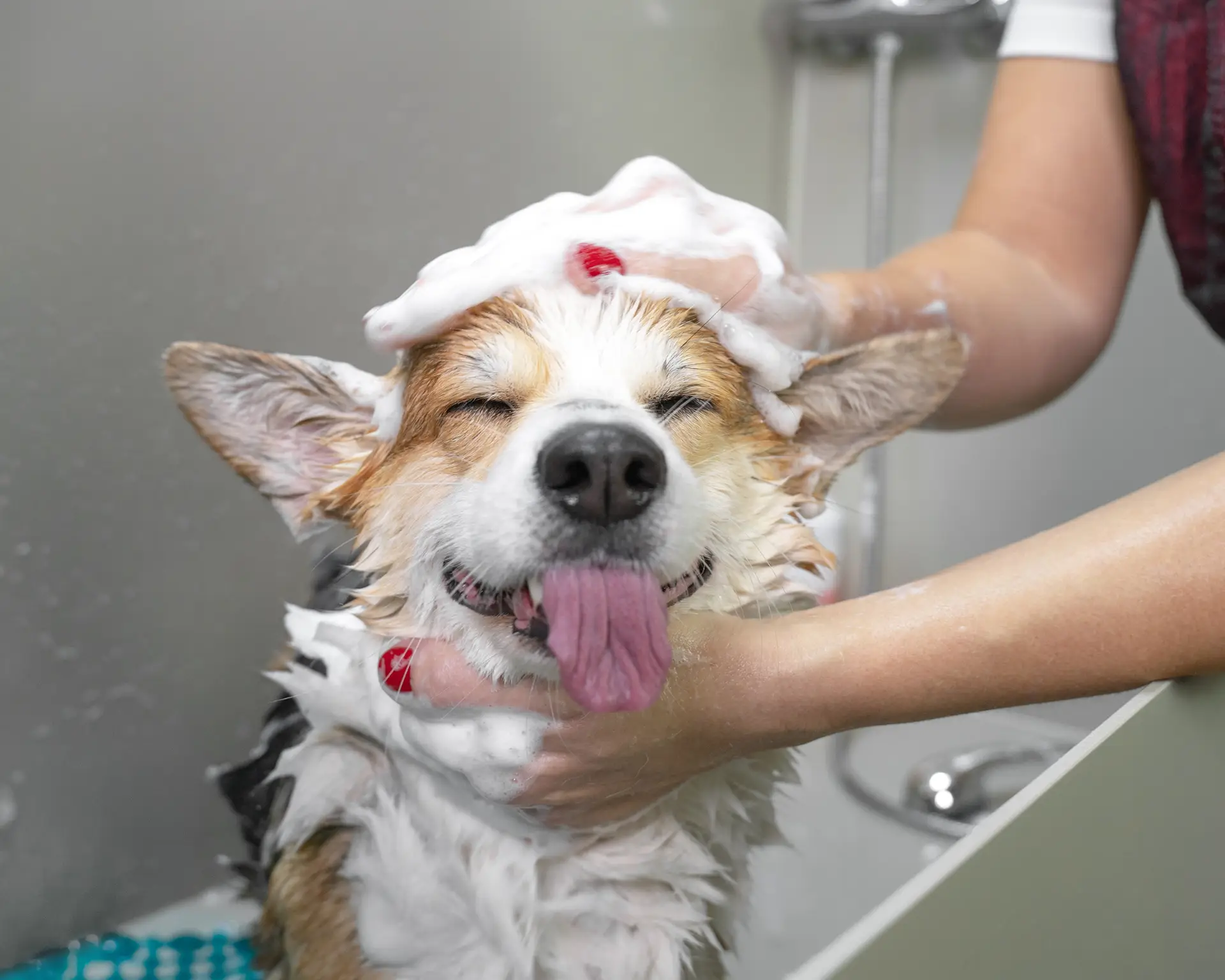 dog grooming ilfracombe
