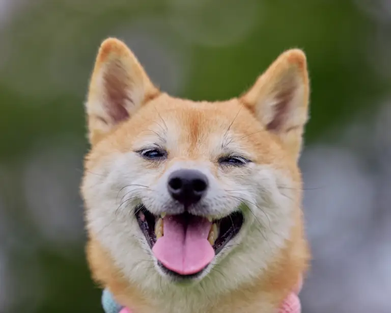 160 dog friendly actiities in North Devon