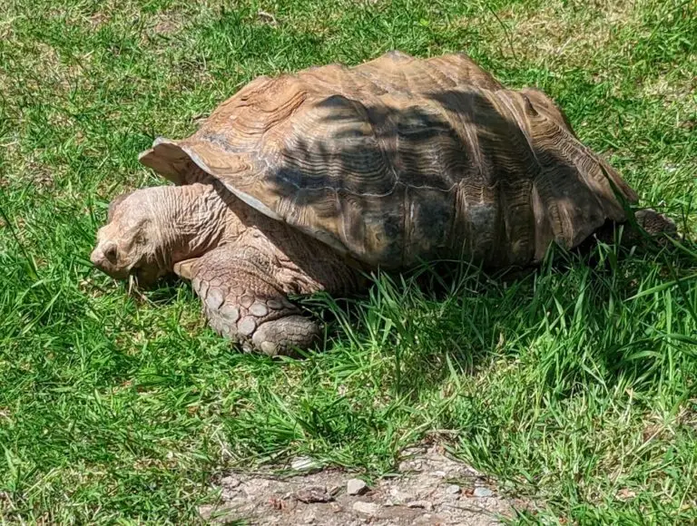 Exmoor Zoological and Conservation Centre